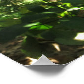 Cassowary Portrait Poster (Hoek)