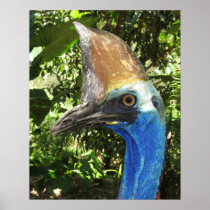 Cassowary Portrait Poster