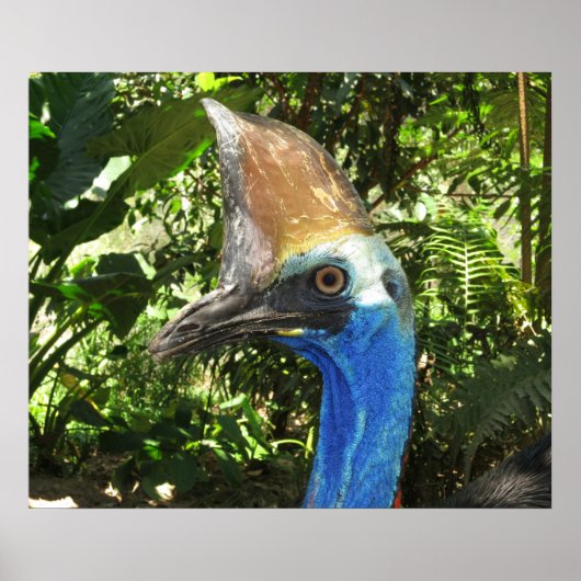 Cassowary Portrait Poster (Voorkant)