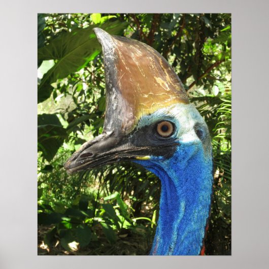 Cassowary Portret Poster (Voorkant)