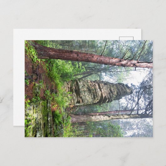 Castellated Mound in State Forest Briefkaart (Voorkant / Achterkant)