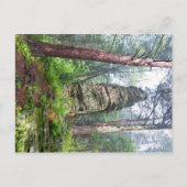 Castellated Mound in State Forest Briefkaart (Voorkant)