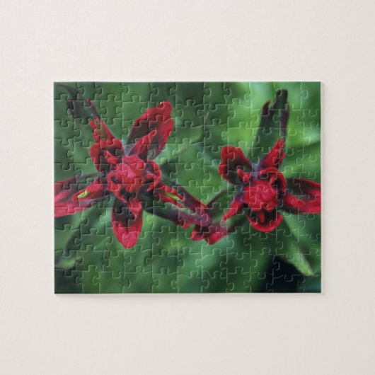 Castilleja, Banff NP, Alberta, Canada 2 Legpuzzel (Horizontaal)