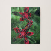 Castilleja, Banff NP, Alberta, Canada 2 Legpuzzel (Verticaal)