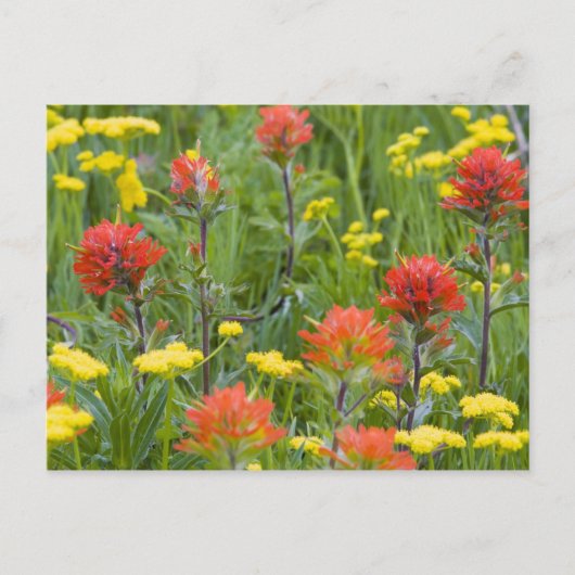 Castilleja en biscuitroot wilde bloemen briefkaart (Voorkant)