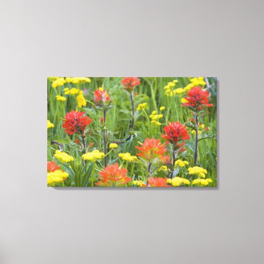 Castilleja en biscuitroot-wilde bloemen canvas afdruk (Voorkant)