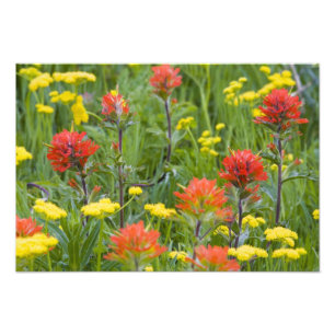 Castilleja en biscuitroot-wilde bloemen foto afdruk