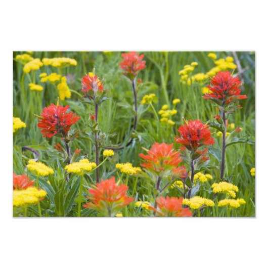 Castilleja en biscuitroot-wilde bloemen foto afdruk (Voorkant)
