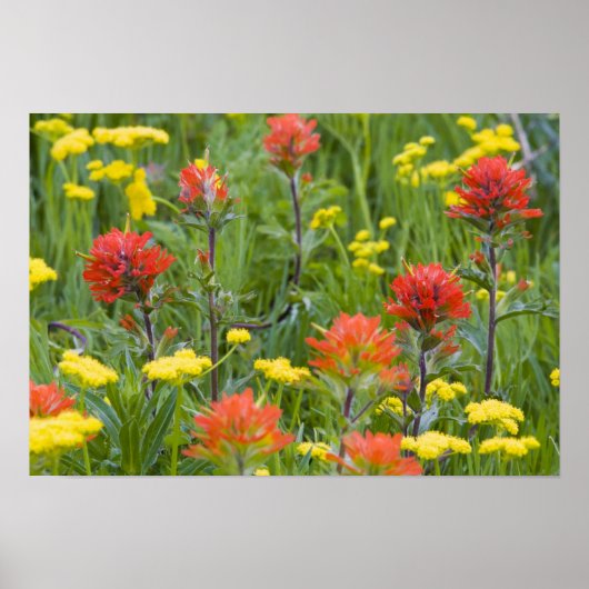 Castilleja en biscuitroot wilde bloemen poster (Voorkant)