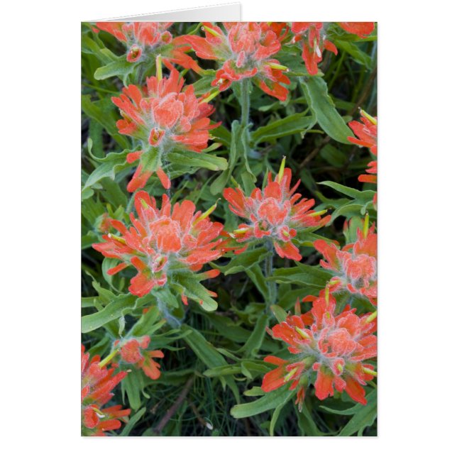 Castilleja-wildbloemen in de Many (Voorkant)