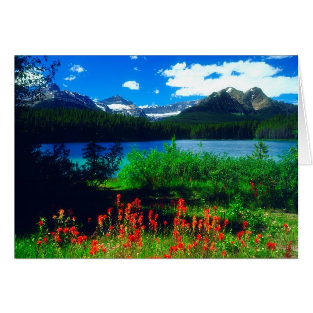 Castilleja-wildebloemen (Voorkant Horizontaal)