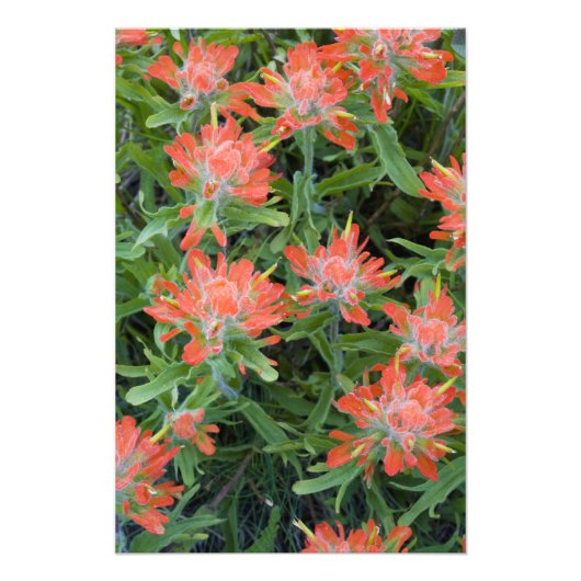 Castilleja-wildebloemen in de Many Foto Afdruk (Voorkant)