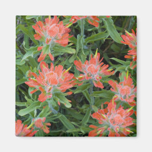 Castilleja-wildebloemen in de Many Magneet