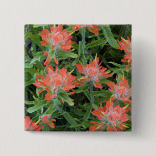 Castilleja-wildebloemen in de Many Vierkante Button 5,1 Cm
