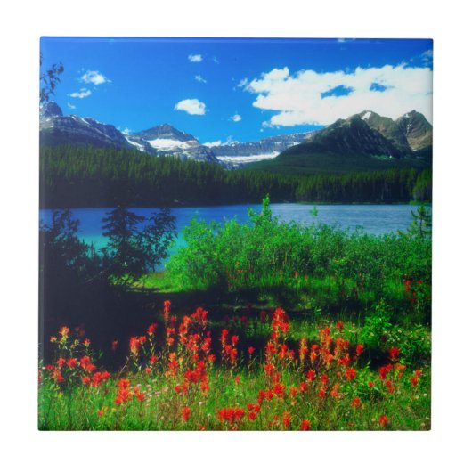 Castilleja-wildebloemen Tegeltje (Voorkant)