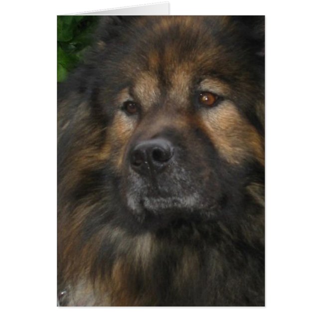 Castle Dog (Voorkant)