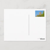 Castle Drachenfels, Bonn Duitsland Briefkaart (Achterkant)
