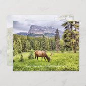 Castle Mountain Banff National Park Briefkaart (Voorkant / Achterkant)