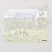 Castle Mountain Banff National Park Briefkaart (Achterkant)
