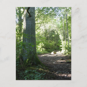 Castlehead Wood: Keswick Briefkaart