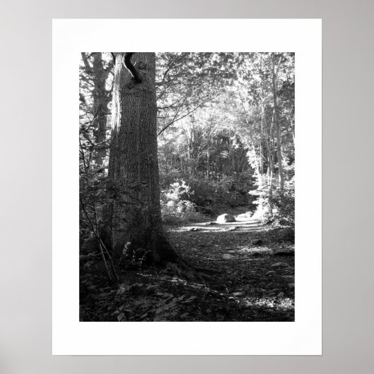 Castlehead Wood: Keswick Poster (Voorkant)