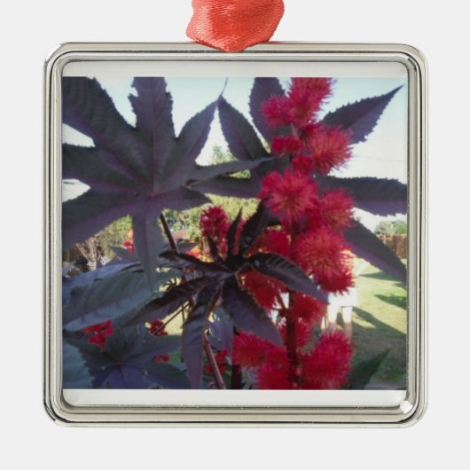 Castor Bean Kerstversier Metalen Ornament (Voorkant)