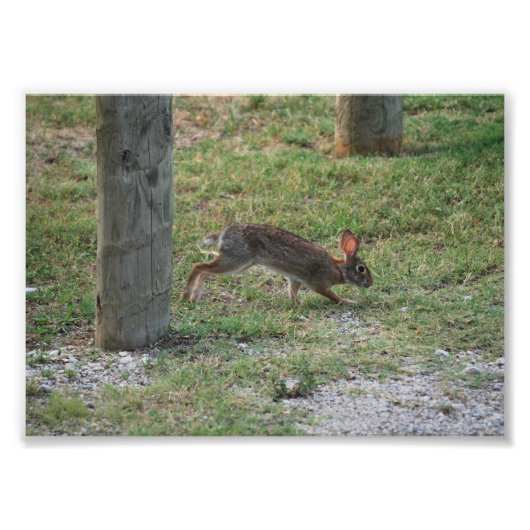 Casual Bunny Foto Afdruk (Voorkant)