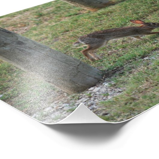 Casual Bunny Foto Afdruk (Hoek)