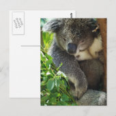 Casual Koala Briefkaart (Voorkant / Achterkant)
