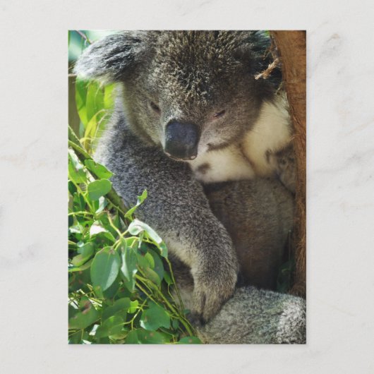 Casual Koala Briefkaart (Voorkant)