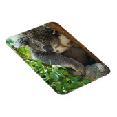 Casual Koala Flexible Magnet Magneet (Rechterzijde)