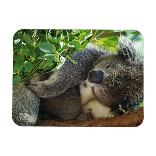 Casual Koala Flexible Magnet Magneet (Horizontaal)