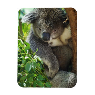 Casual Koala Flexible Magnet Magneet