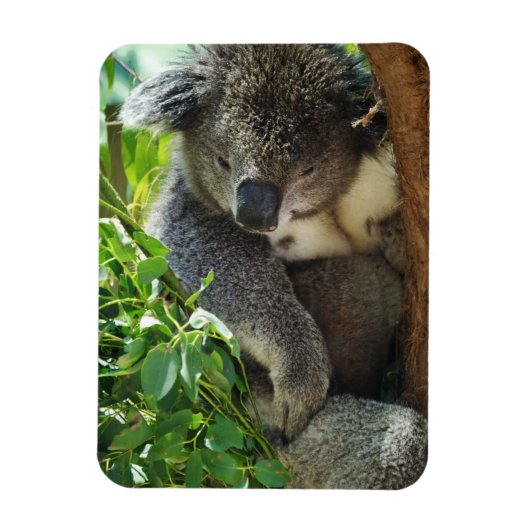 Casual Koala Flexible Magnet Magneet (Verticaal)