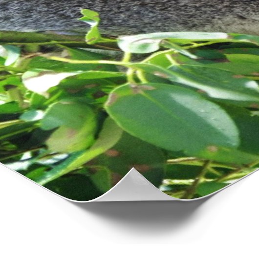 Casual Koala Poster (Hoek)