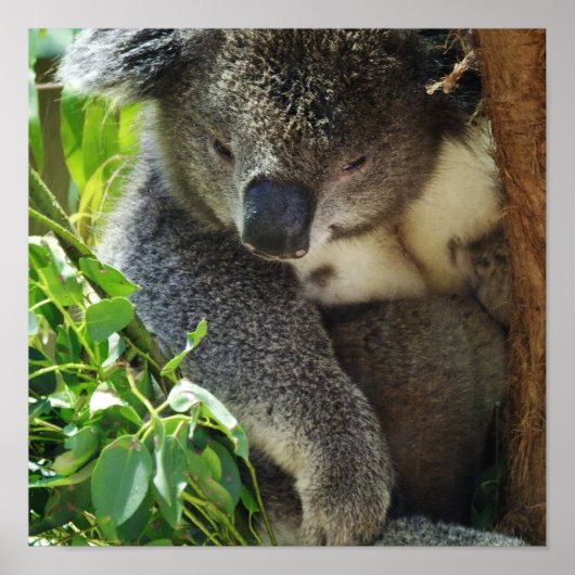 Casual Koala Poster (Voorkant)