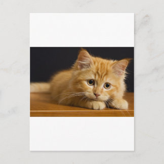 cat9.jpg briefkaart