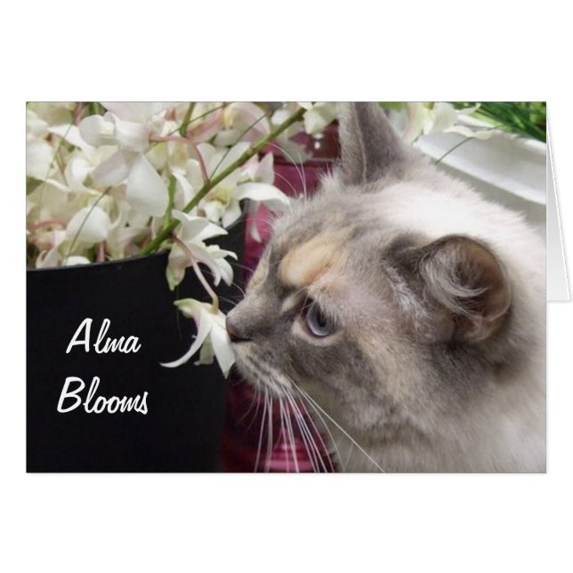 Cat 1 (Voorkant Horizontaal)