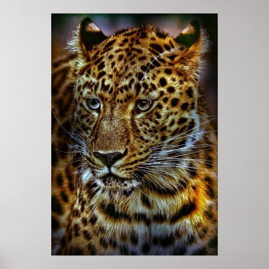 cat-301154 WILD BIG CAT-LEOPARD DIERLIJKE FOTOGRAF Poster (Voorkant)