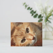 cat-636172 ORANJE TOMCAT-PETS FOTOGRAFIE BACK Briefkaart (Staand voorkant)