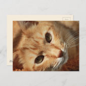 cat-636172 ORANJE TOMCAT-PETS FOTOGRAFIE BACK Briefkaart (Voorkant / Achterkant)