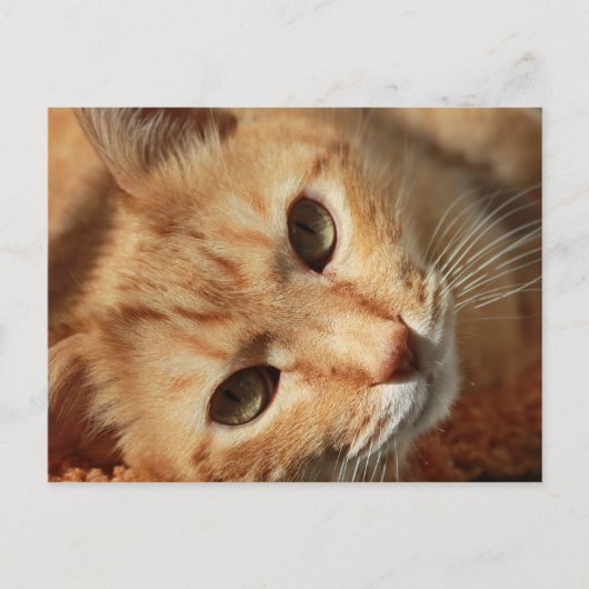 cat-636172 ORANJE TOMCAT-PETS FOTOGRAFIE BACK Briefkaart (Voorkant)