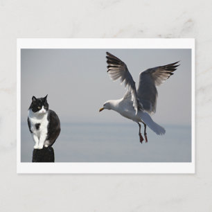 Cat and Seagull, Portpatrick, Schotland, Verenigd Briefkaart