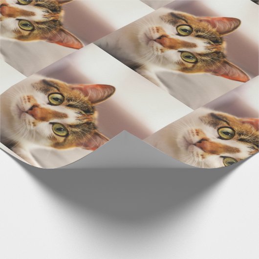 Cat Animal Pet Looking Up at You Cadeaupapier (Hoek)