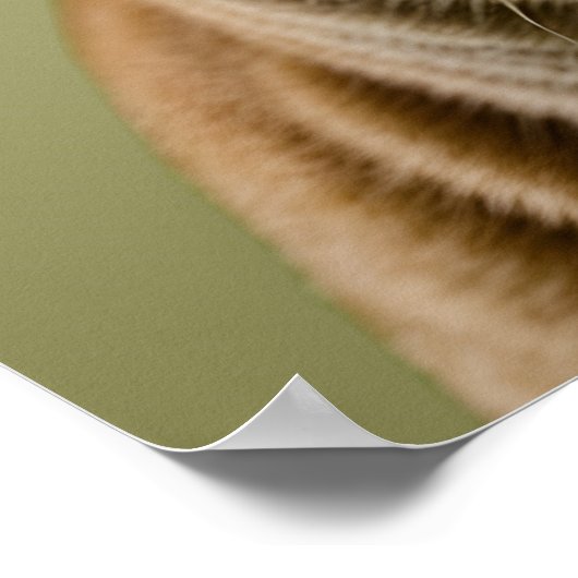 Cat Apple Poster (Hoek)