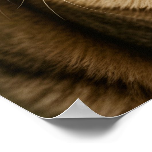 Cat Apple Poster (Hoek)