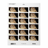 Cat at work with glasses by Louis Wain Etiket (Full Sheet)