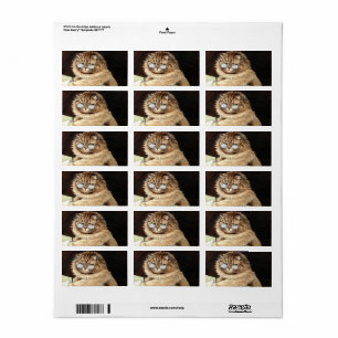 Cat at work with glasses by Louis Wain Etiket