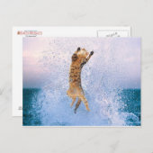 Cat Baling Briefkaart (Voorkant / Achterkant)