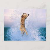 Cat Baling Briefkaart (Voorkant)